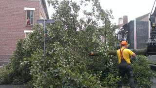 Opruimen van een elzen boom in Bergen op zoom Gentianstraat 